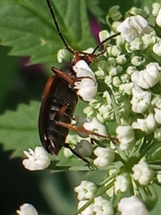 Alosterna tabacicolor