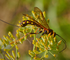 Megarhyssa nortoni
