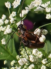Alosterna tabacicolor