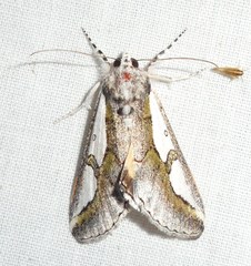 Euscirrhopterus poeyi