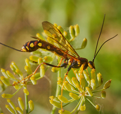 Megarhyssa nortoni