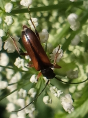 Alosterna tabacicolor