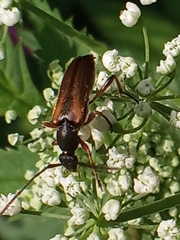 Alosterna tabacicolor