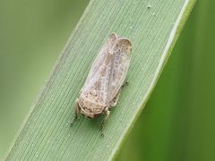 Allygidius abbreviatus