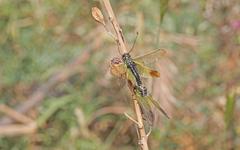 Libelloides ictericus