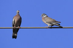 Columba palumbus