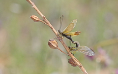 Libelloides ictericus