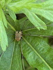 Leiobunum calcar