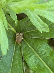 Leiobunum calcar