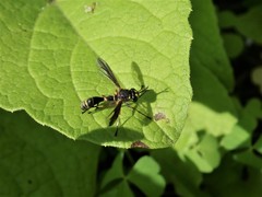 Physocephala marginata
