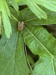 Leiobunum calcar
