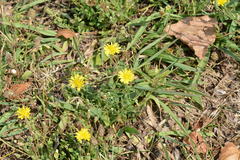 Crepis bursifolia
