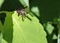 Physocephala marginata