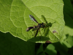 Physocephala marginata