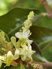Couepia polyandra