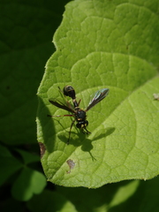 Physocephala marginata