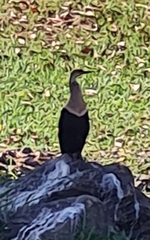 Anhinga anhinga