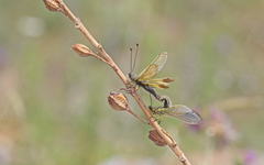 Libelloides ictericus