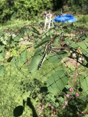 Gomphurus