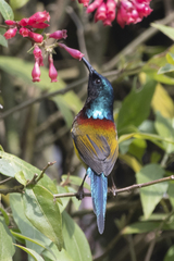 Aethopyga nipalensis