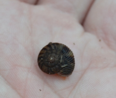 Anguispira strongylodes