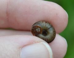 Anguispira strongylodes