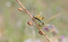 Libelloides ictericus