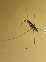 Tenagogonus