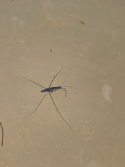 Tenagogonus