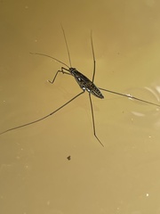 Tenagogonus