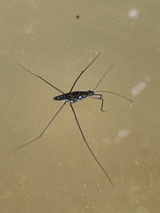 Tenagogonus