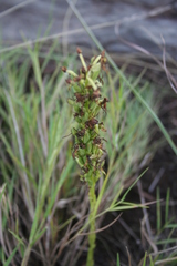 Habenaria mossii