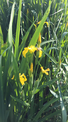 Iris pseudacorus
