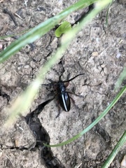 Dorcadion cinerarium