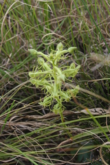 Habenaria mossii