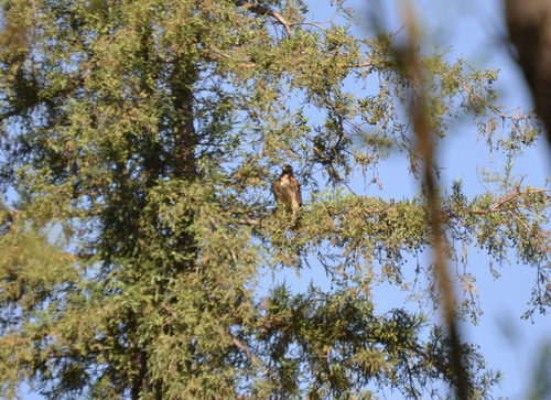 photo of Red-tailed Hawk (Buteo jamaicensis)