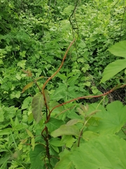 Cuscuta lupuliformis