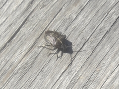 Rhacognathus punctatus