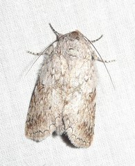 Rifargia distinguenda
