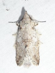 Rifargia distinguenda