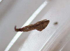 Uloborus glomosus
