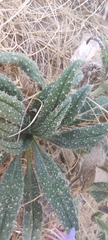Echium gaditanum