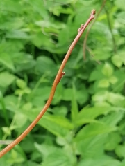 Cuscuta lupuliformis