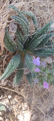 Echium gaditanum