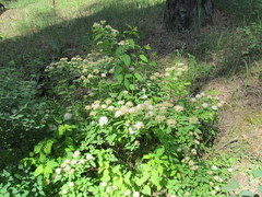 Spiraea chamaedryfolia