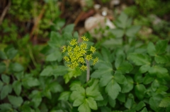 Arracacia atropurpurea