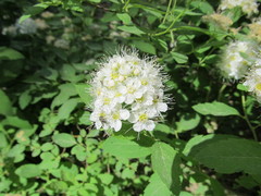 Spiraea chamaedryfolia