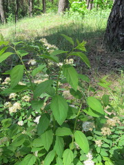 Spiraea chamaedryfolia