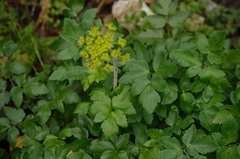 Arracacia atropurpurea