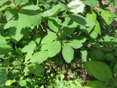 Spiraea chamaedryfolia